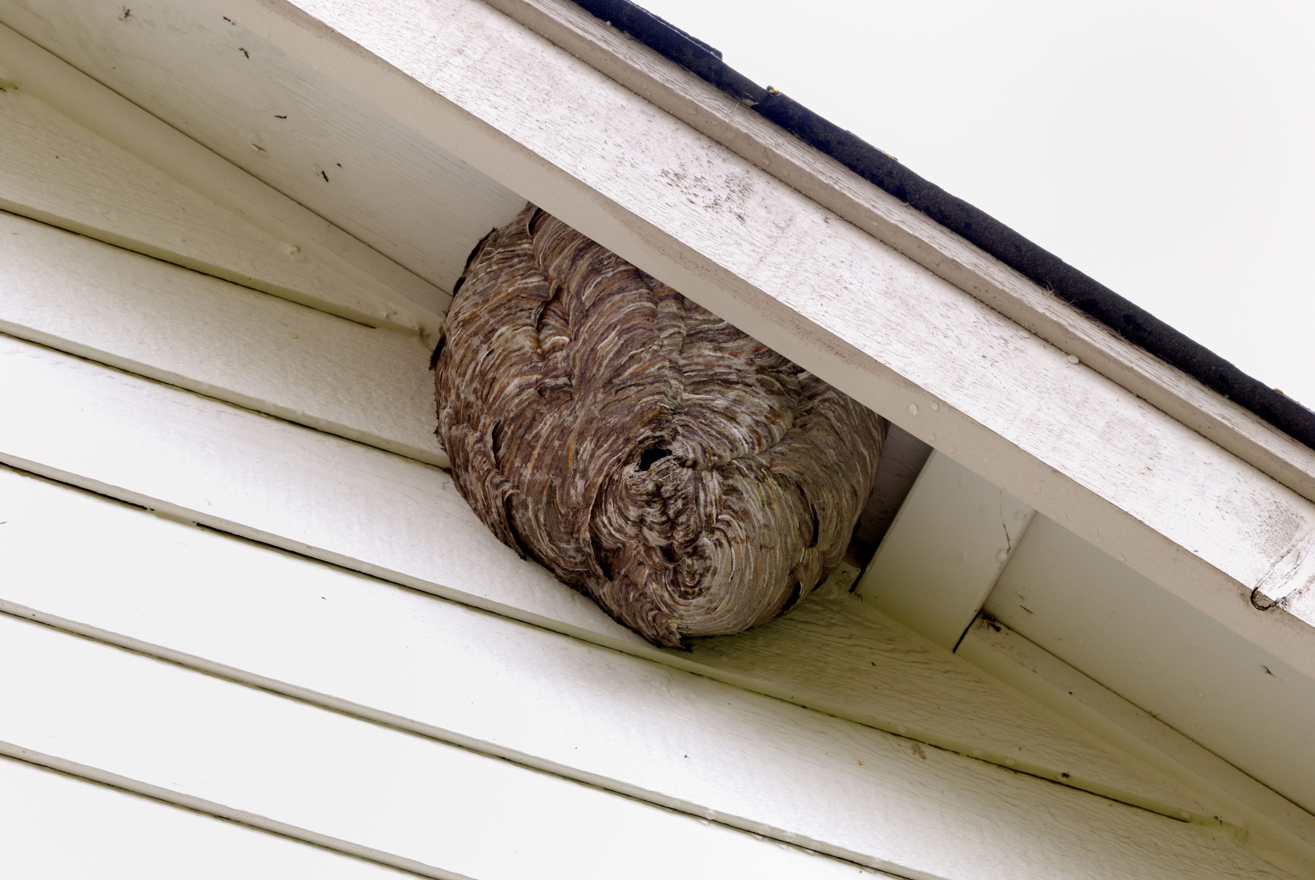 pest control in miami